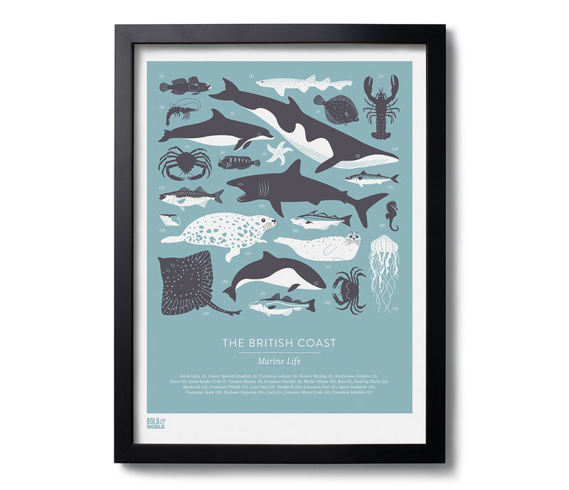 'British Coast: Marine Life' Print in Coastal Blue – Bold & Noble